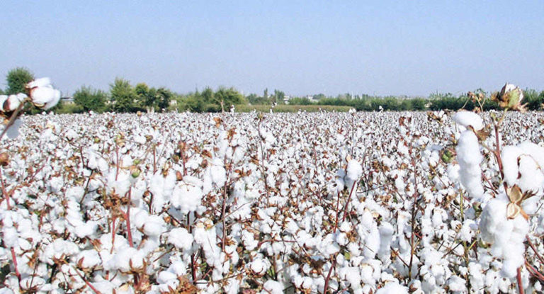 Comprehensive Information on Cotton Production in India