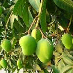 Mangoes Orchard