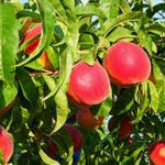 Peach orchard India 