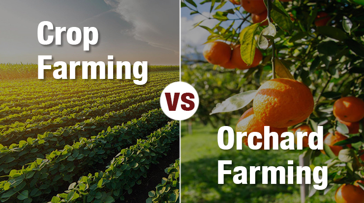 Difference Between Crop Farming vs Orchard Farming