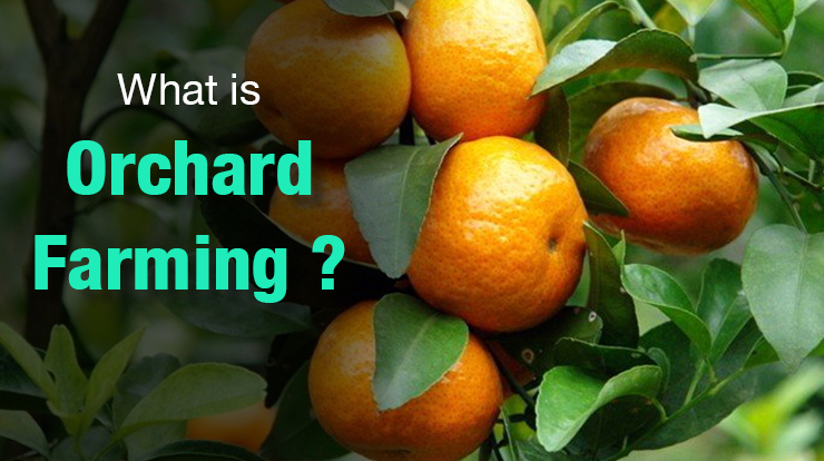 What is orchard farming