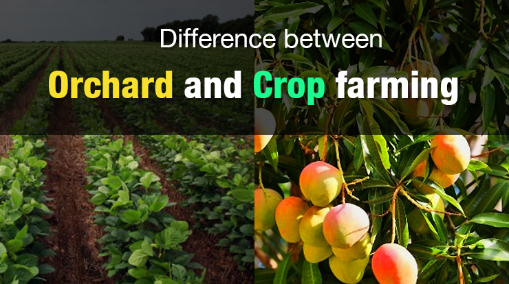 Difference between crops farming and orchard farming
