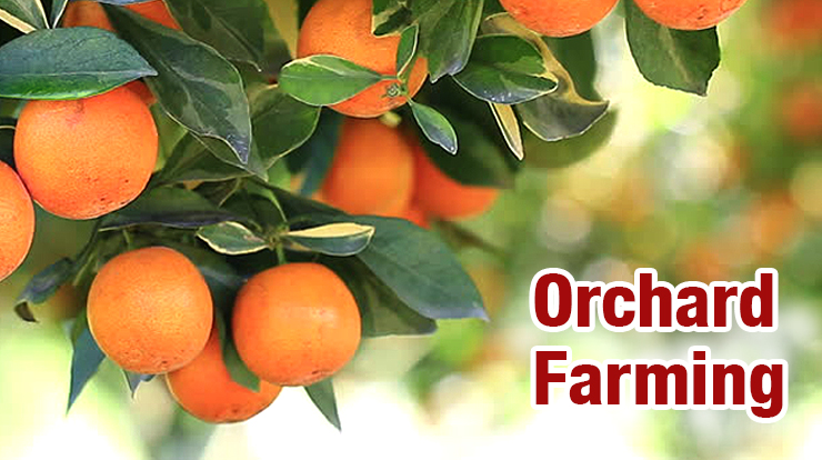Orchard Farming India