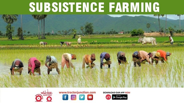 Subsistence farming
