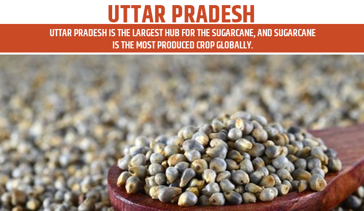 Uttar Pradesh top farming state in India for bajra