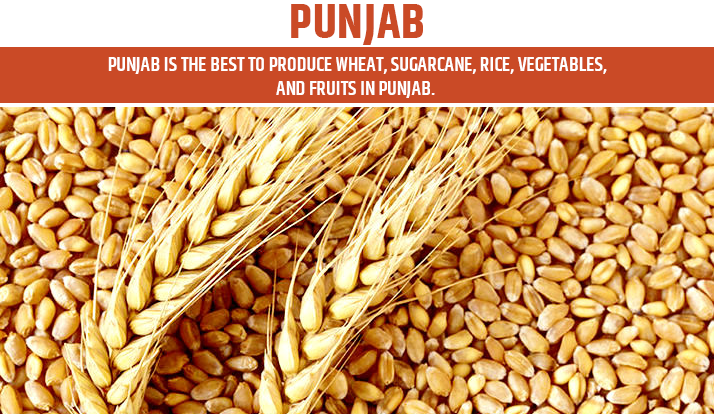 Punjab is best to produce wheat - Top Agriculture State in India 