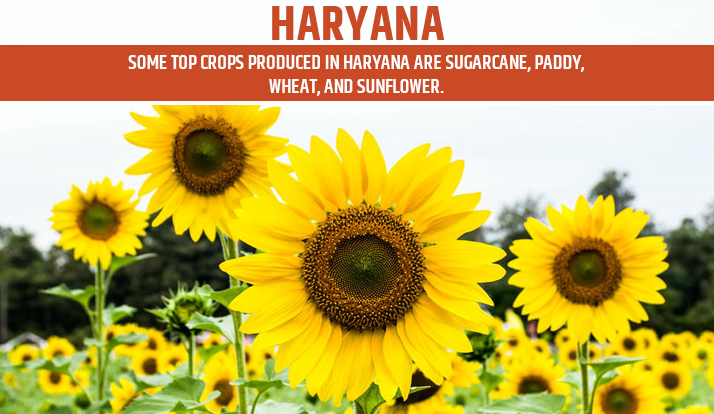 Haryana is Top Agriculture State in India for sugarcane