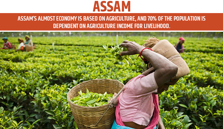 Assam is popular for its tea - Top Agriculture State in India