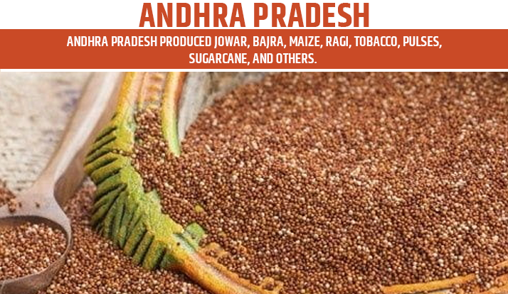 Andhra Pradesh is Top Agriculture State in India for Rice 