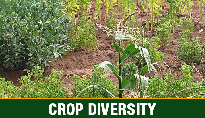 Crop Diversity