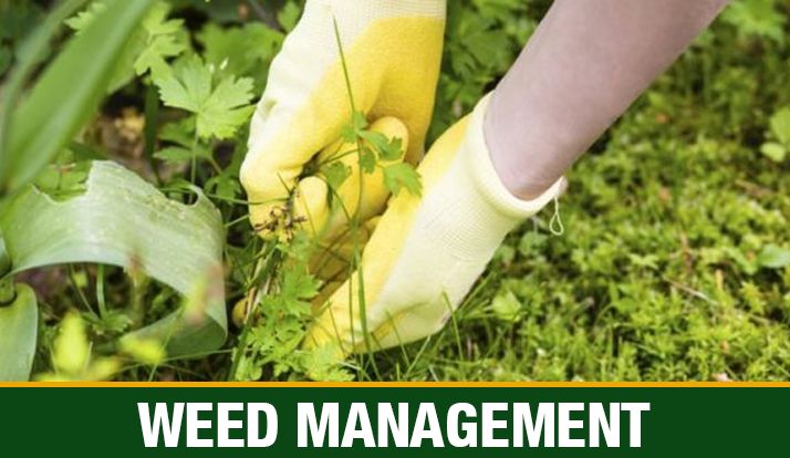 Weed Management