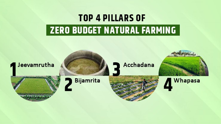 What is Zero Budget Natural Farming - Advantages & Features