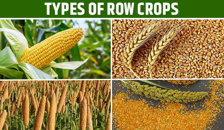 Types of Row Crops - Row Crop Tractor Uses and Benefits