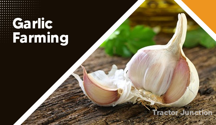 Garlic Farming