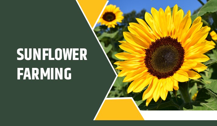 Sunflower Farming
