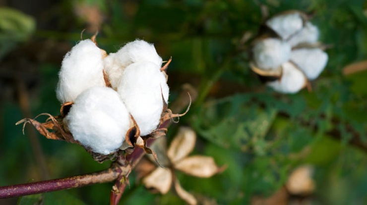Cotton Boll Opening