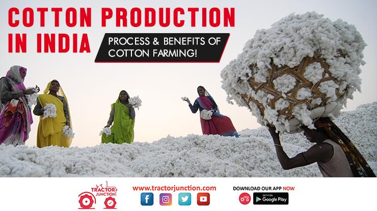 Cotton Production in India - Process & Benefits of Cotton Farming!