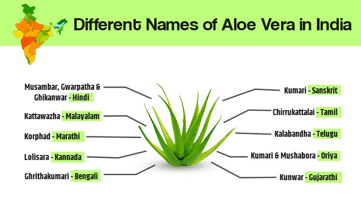 Different Names of Aloe Vera in India 