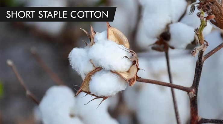 Short Staple Cotton