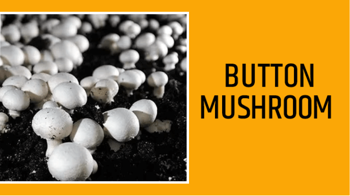 Button Mushroom 