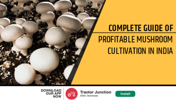 Complete Guide of Profitable Mushroom Cultivation in India - Process & Growth