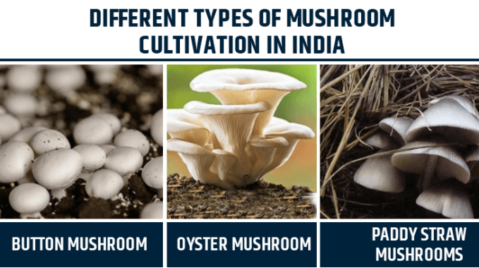  Types de culture de champignons en Inde 