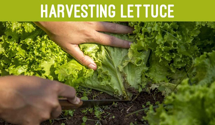 Harvesting Lettuce 