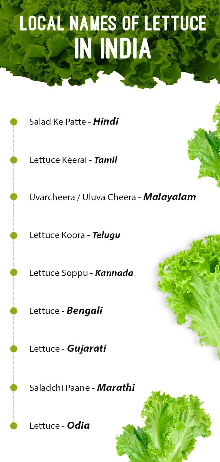 Local Names of Lettuce in India