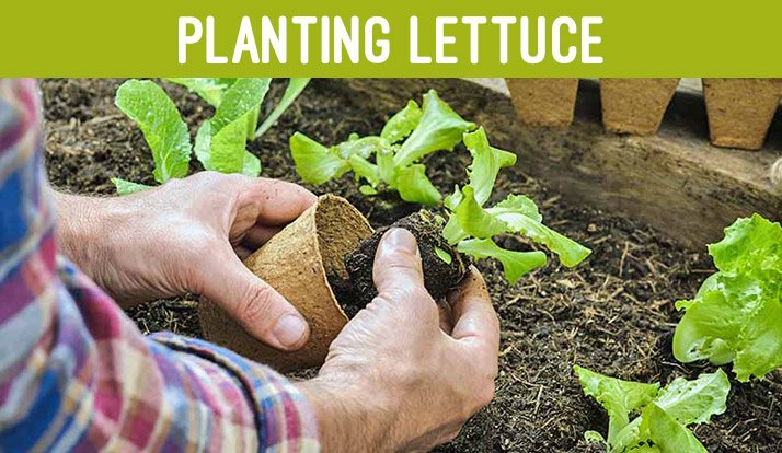 Planting Lettuce 