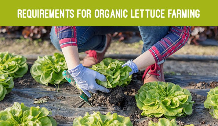 Requirements for Organic Lettuce Cultivation