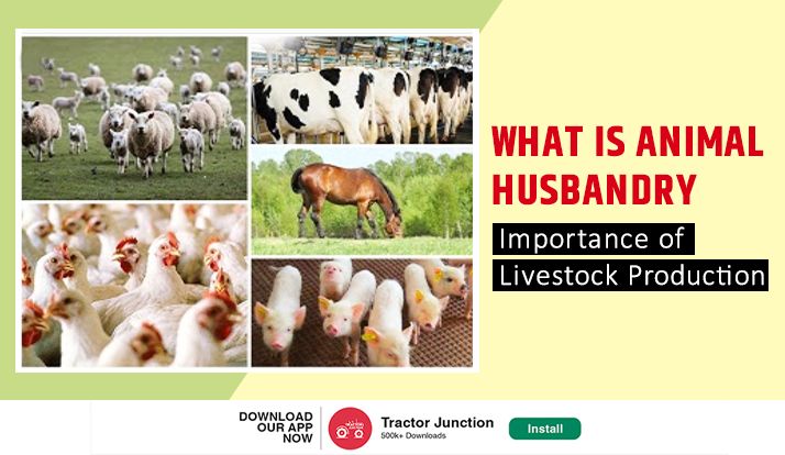 What is Animal Husbandry - Importance of Livestock Production