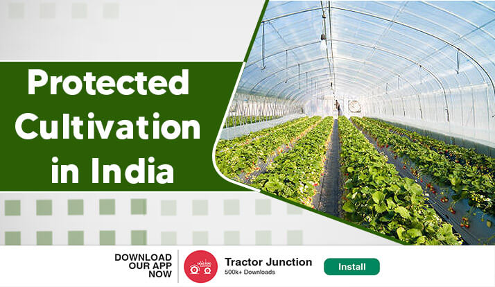 A Complete Information About Protected Cultivation in India