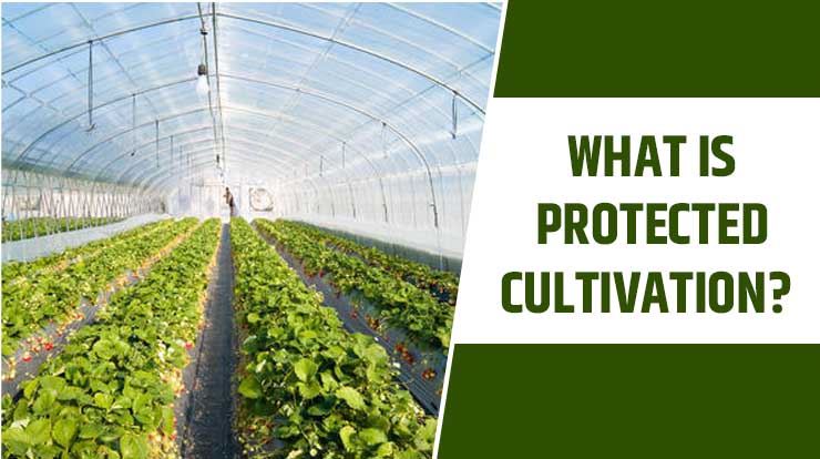 What is Protected Cultivation? 