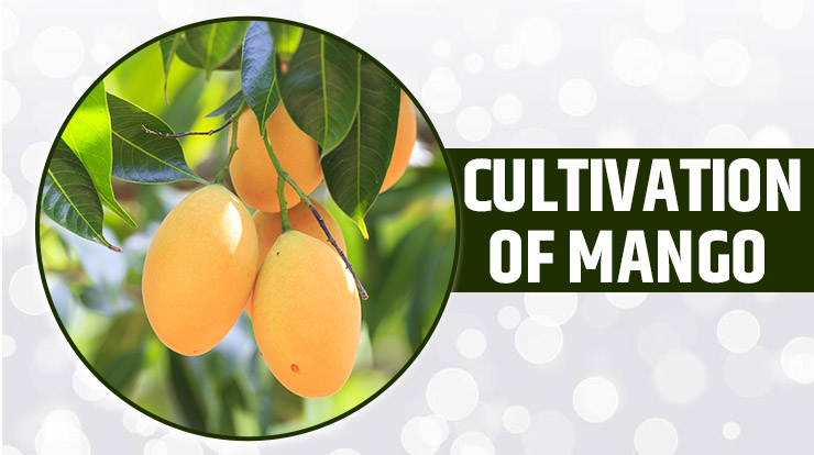 Cultivation Of Mango