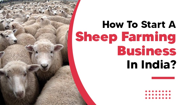 How To Start A Sheep Farming Business In India?