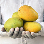 Safeda Mangoes