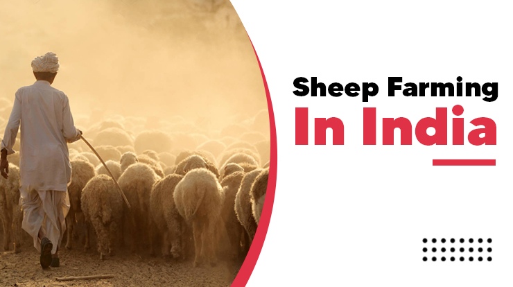 Sheep Farming In India