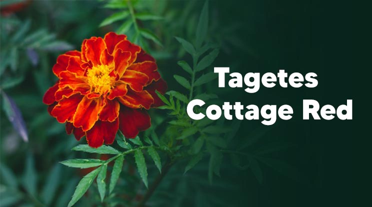 Tagetes Cottage Red
