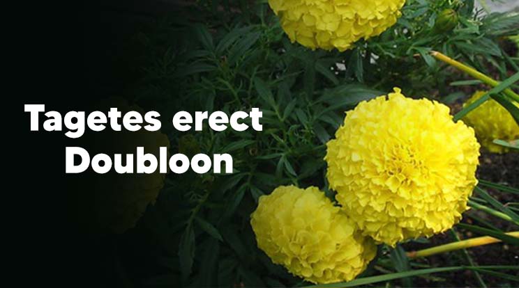 Tagetes erect Doubloon