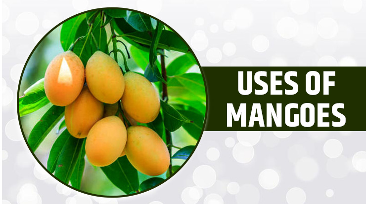 Uses Of Mangoes