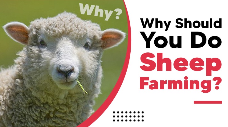 Why Should You Do Sheep Farming