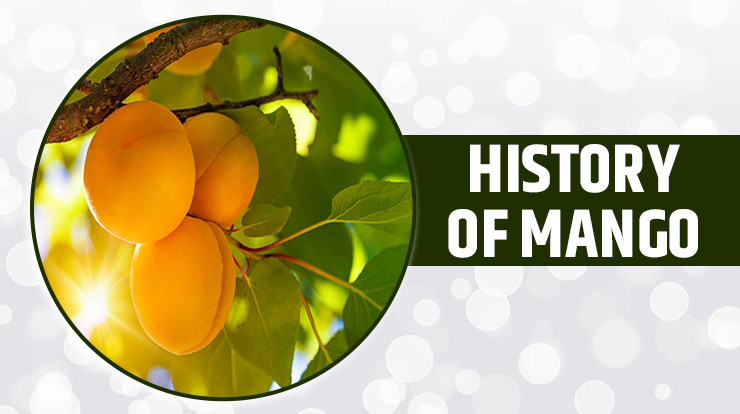 history of mango