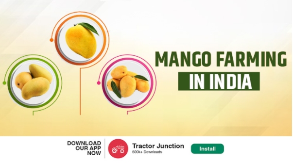 Information About Mango Farming in India - Benefits of Mango