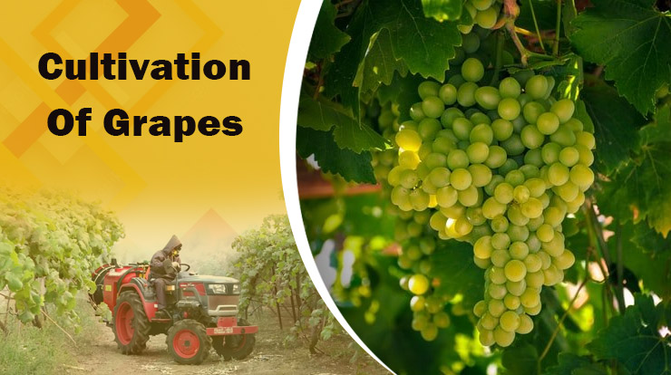 Cultivation Of Grapes