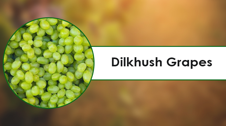 Dilkhush Grapes