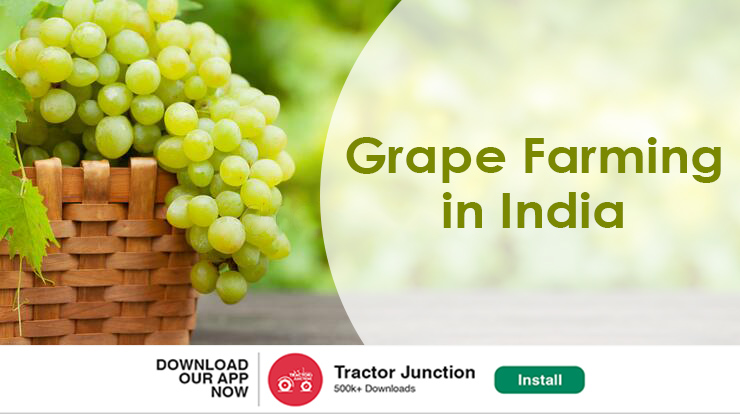 Grape Cultivation in India – Varieties, Uses & Method