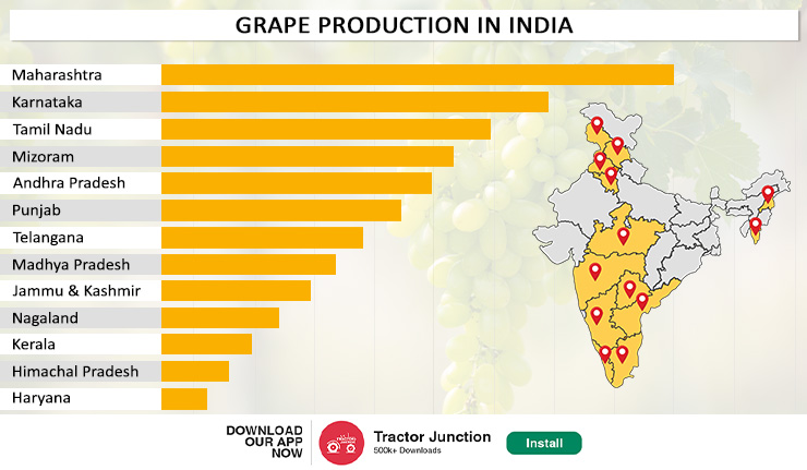 Grape Production in India
