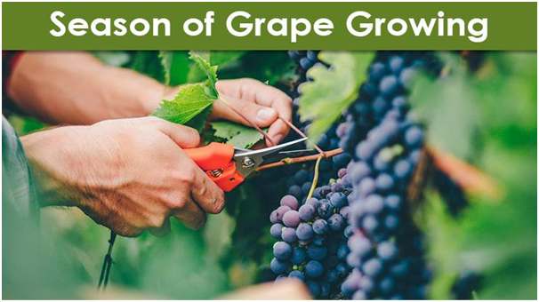 Season of Grape Growing-compressed