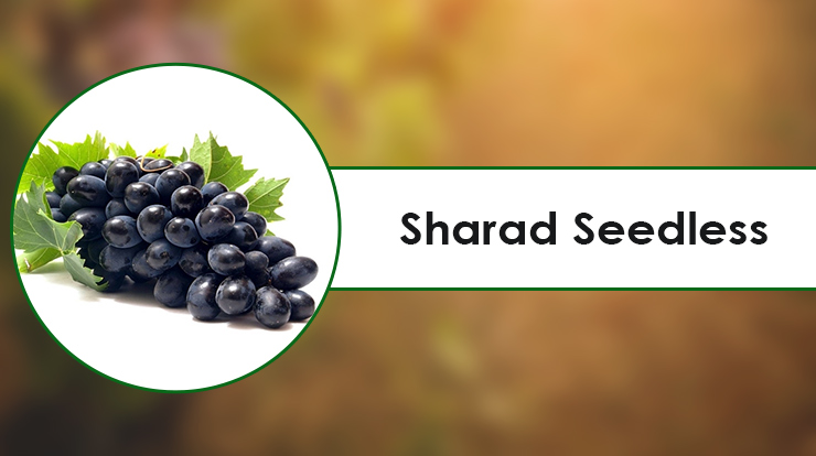 Sharad Seedless Grapes 