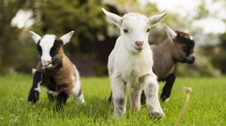Goat Farming Project Report Rules
